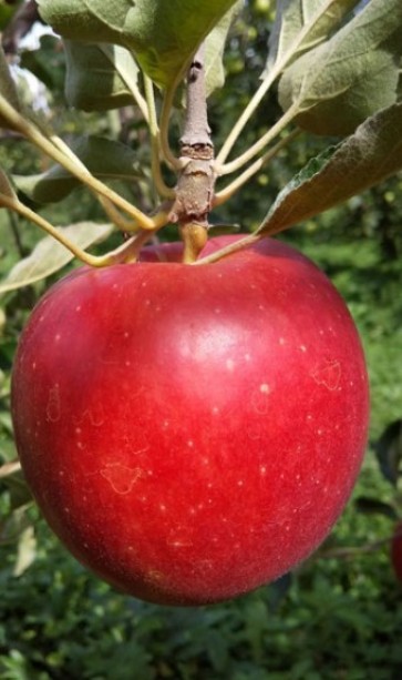 芳明（ホウメイ）つがる（りんご/リンゴ）【環境にやさしい農産物認証取得】