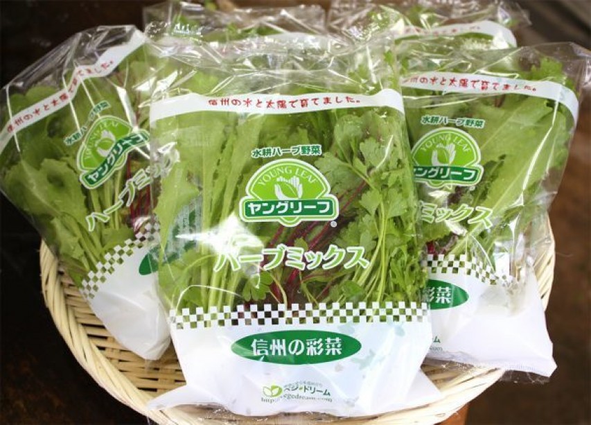 ヤングリーフ ミックス | 水耕栽培で育てられた新鮮ハーブ野菜は、ビタミン、ミネラルが豊富で、現代人にピッタリの食材です。  ハーブの味・香り・食感を生かし、食べやすい品種を４～５種類ブレンドしたものがヤングリーフ（商標取得済）で、何種類もの野菜が集まること ...