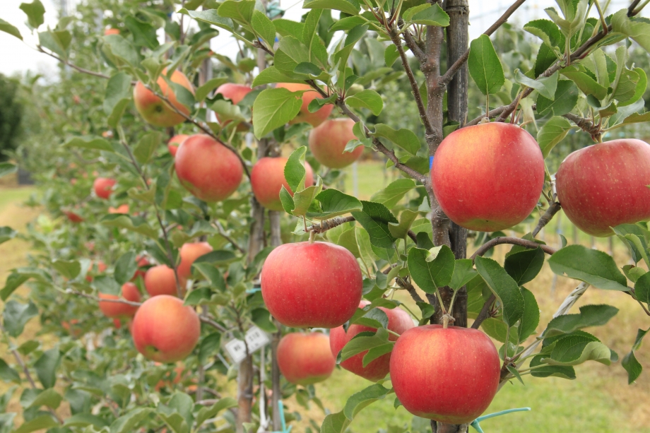シナノスイート（りんご/リンゴ)＜信州の環境に優しい農産物認証取得＞