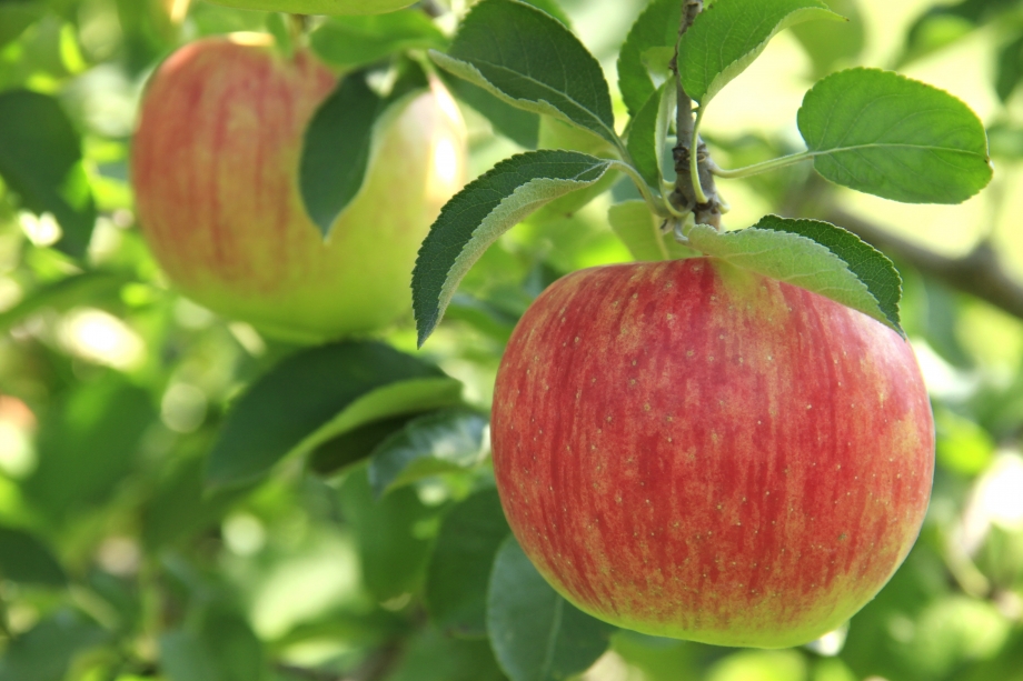 シナノドルチェ（りんご/リンゴ)＜信州の環境に優しい農産物認証取得＞