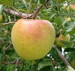 ぐんま名月（りんご/リンゴ）（信州の環境に優しい農産物認証取得）