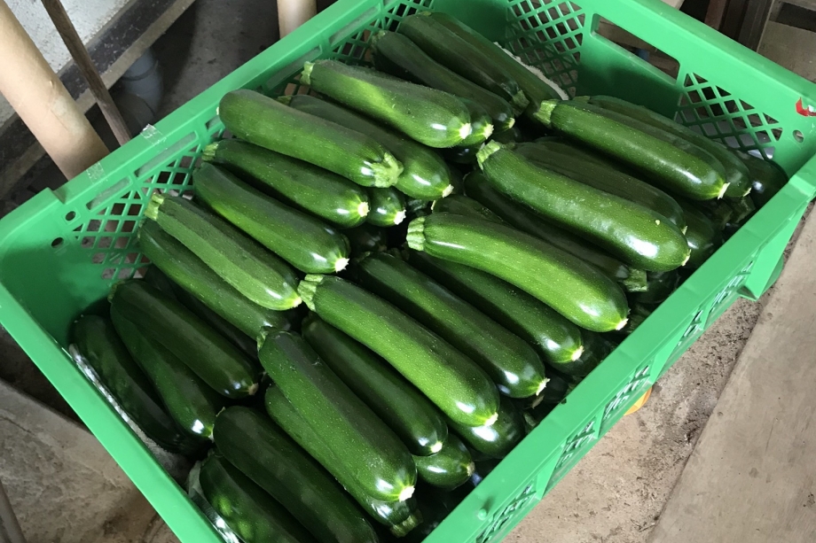 ズッキーニ 有機農産物 有機農産物のズッキーニで 農薬 化学肥料は使用していません 農地周辺の土着菌 微生物 を採取し それを培養し 肥料 鶏糞 と一緒に畑にまいて 微生物の力で土づくりを行い 野菜栽培を行っています しあわせ商談サイトnagano