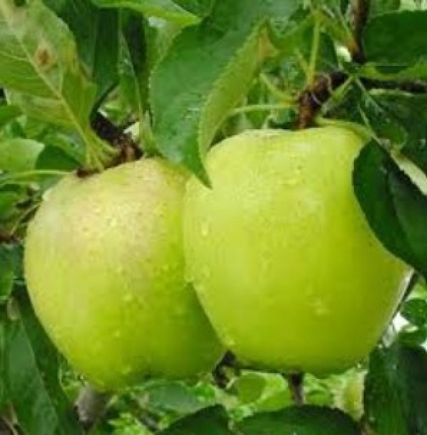 王林（りんご/リンゴ）【信州の環境にやさしい農産物認証取得】