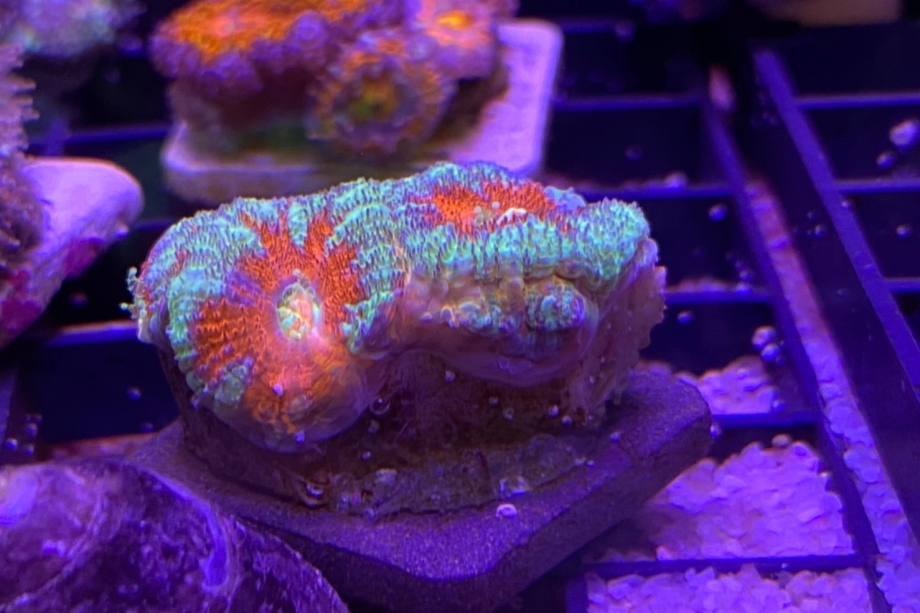 観賞用サンゴ