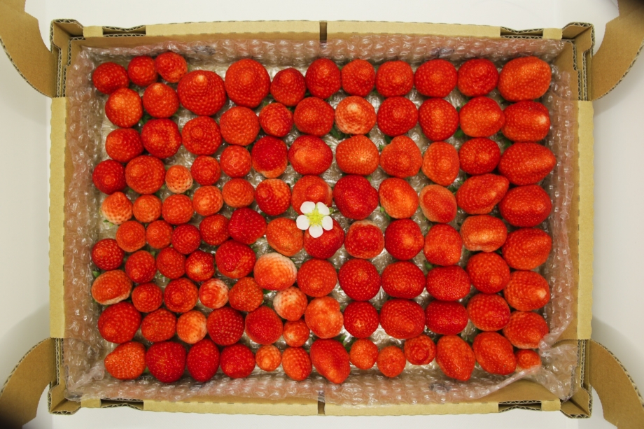 【訳あり品】パティシエに愛され続ける夏秋イチゴ